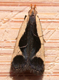 Cream-edged Dichomeris
